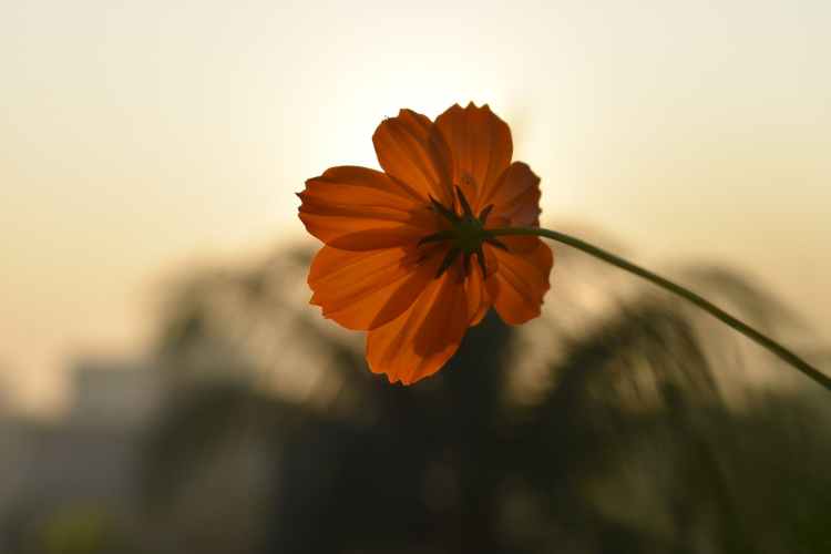 selective focus photo of orange cosmos flower in bloom